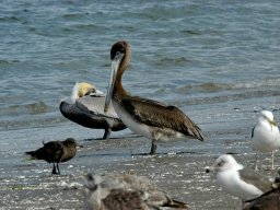 USA_Mexico2006-2007-038